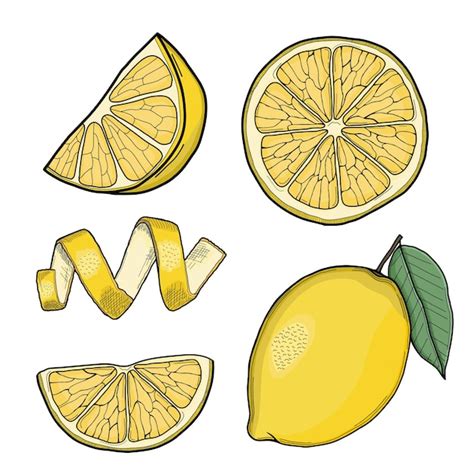 Premium Vector Lemon Hand Drawn Illustration Collection Isolated