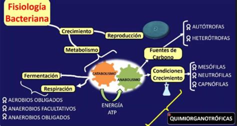 2 Fisiología Bacteriana Quizlet