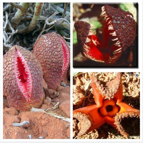 Creepy Parasitic Plant By The Name Of Hydnora Africana Aka Jackal