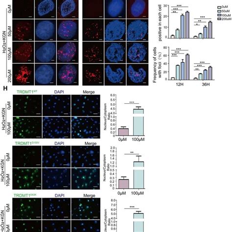 TRDMT1 Mediates GCs Oxidative DNA Damage Repair A The DNA Damage Of