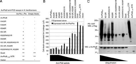 Avrptob Anti Pcd Activity Depends On Avrptob Ubiquitination And E3 Ub Download Scientific