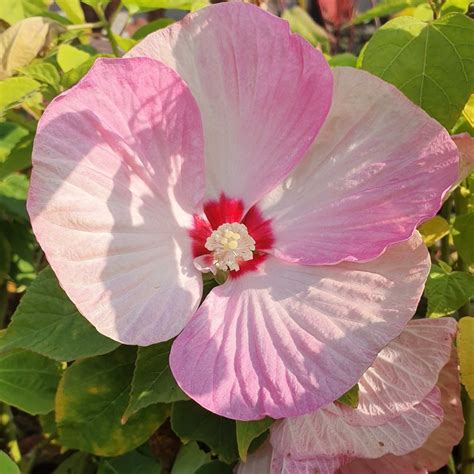 Riesen Hibiskus Hibiscus Moscheutos LUNA Pink Swirl Lichtnelke