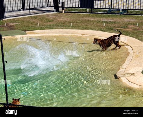 Steve irwin zoo hi-res stock photography and images - Alamy