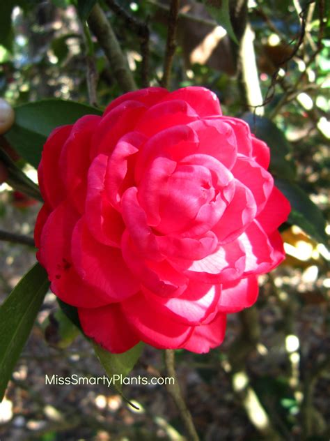 Formal Double Form Camellias Miss Smarty Plants