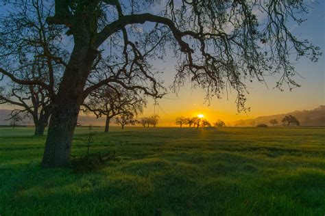 Download Landscape Grass Tree Nature Sunrise 4k Ultra HD Wallpaper