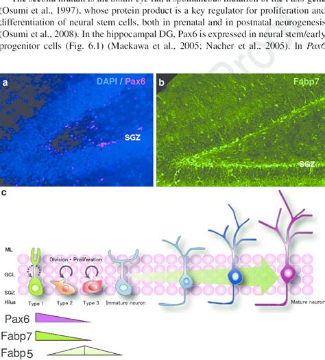 1 Expression Of The Pax6 And Fabp Families In Hippocampal Neurogenesis