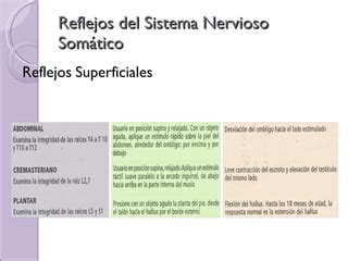 Clase Evaluacion Reflejos Superficiales Y Profundos Ppt