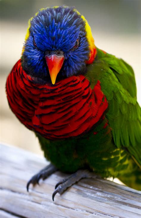 Lorikeet Paul Em Flickr