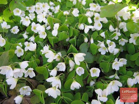Кислица обыкновенная (Оxalis acetosella ) — описание, выращивание, фото ...