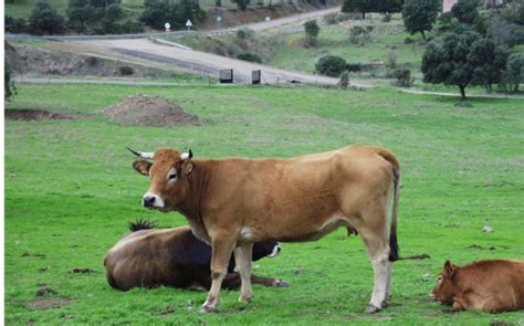 Nueva línea ayudas para ganaderos de bovino de carne en extensivo AgroCLM