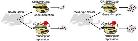 Selective Targeting Of The Oncogenic Kras G S Mutant Allele By Crispr