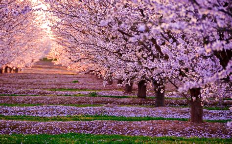 Japanese Cherry Blossom Quotes. QuotesGram