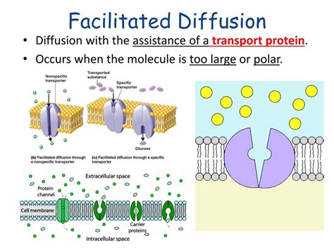 Facilitated Diffusion Requires To Occur