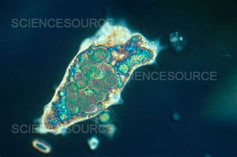 Photograph Amoeba Proteus Lm Science Source Images