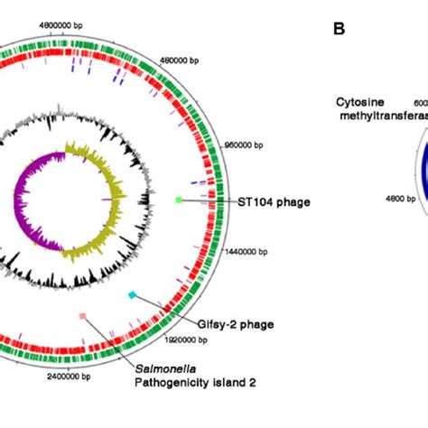 Pdf Complete Genome Sequence Of Salmonella Enterica Subsp Enterica