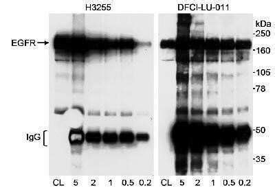 Egfr Antibody Nb Novus Biologicals