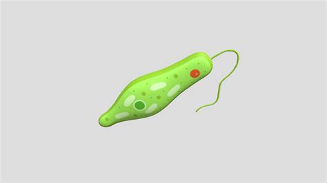 Euglena, Protista Eukariotik - 3D model by faridfadillah12 [1d732af ...