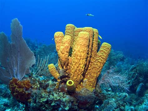 Images of Sea Sponges - Free The Ocean