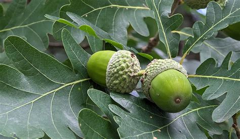 Identifier les arbres et les arbustes du Québec Les chênes Où