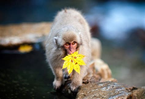Animalia — Center for Fine Art Photography