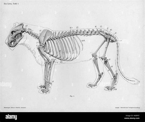 Lion skeleton drawing hi-res stock photography and images - Alamy