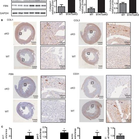 Cardiomyocyte Specific STAT3 Ablation Promotes Cardiac Fibrosis And