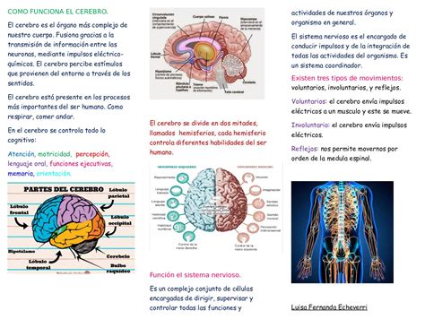 Calam O Como Funciona El Cerebro