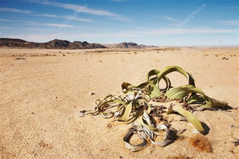 Welwitschia Mirabilis In Namib Desert — Stock Photo © Muha04 1611095