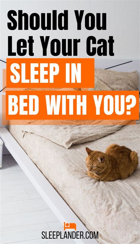 Should You Let Your Cat Sleep In Bed With You Cat Sleeping Cats