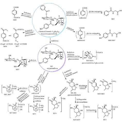 The 30 Metabolites All New And Proposed Metabolic Pathways Of