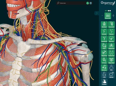 Anatomy