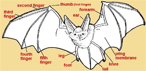 Bat Diagram