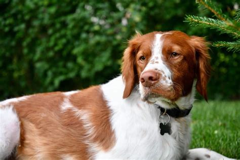 Brittany spaniel: Dog breed characteristics & care