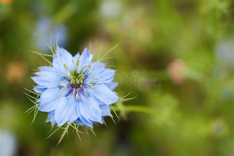 Flor Del Azul Del Damascena De Nigella Foto De Archivo Imagen De