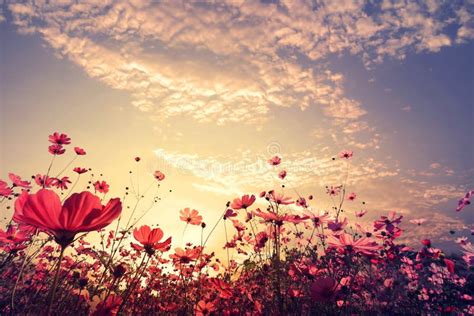 Campo De Flor Cor De Rosa E Vermelho Bonito Do Cosmos Luz Do Sol