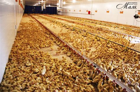 Урожаи с утиных ферм собирают в Красноармейском районе