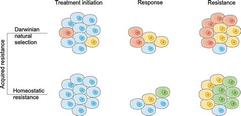 Frontiers Acquired Resistance To Immune Checkpoint Blockades The