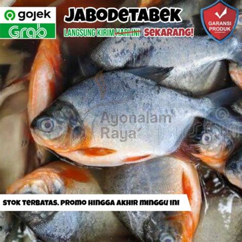 Jual Ikan Bawal Merah Segar Fresh Hidup 1Kg Isi 5678 Bersih Konsumsi