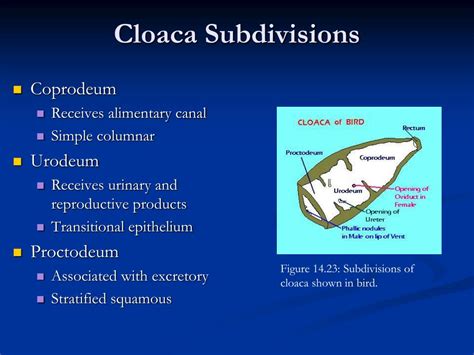 PPT - Comparative Anatomy Urogenital System PowerPoint Presentation, free download - ID:583288