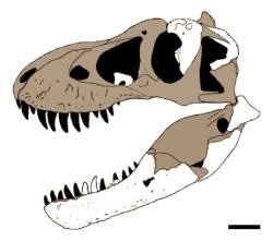 OSEL CZ Nový druh krále dravých dinosaurů