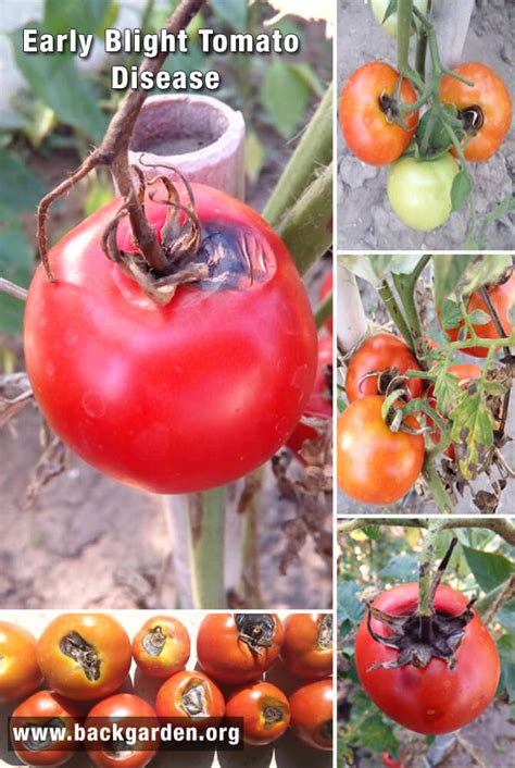 Tomato Early Blight Disease - Causes, Symptoms and Treatment