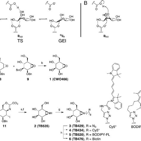 A Conformational Reaction Itinerary Employed By Gh2 β Mannosidases In Download Scientific