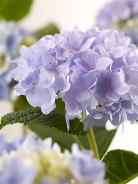 Bauern Hortensie Endless Summer Blau