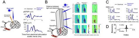 A Schematics Of The Experimental Set Up Extracellular Recordings Download Scientific Diagram