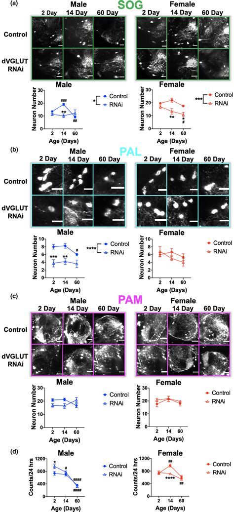 Dvglut Rnai Knockdown Diminishes Sex‐ And Region‐selective Da Neuron Download Scientific