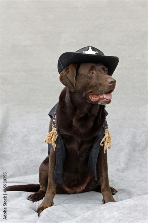 Labrador als Sheriff verkleidet Stock Photo | Adobe Stock