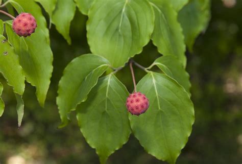 Flowering Dogwood Tree Facts