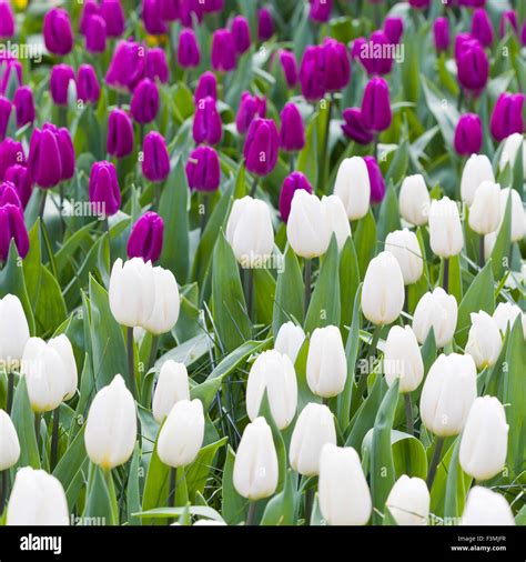 White And Violet Tulips Stock Photo Alamy