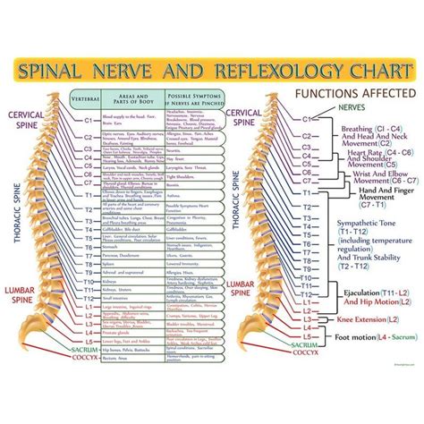 Spinal Nerve and Reflexology Infographic Print by Hearts for Love - Etsy | Hälsa och wellness ...