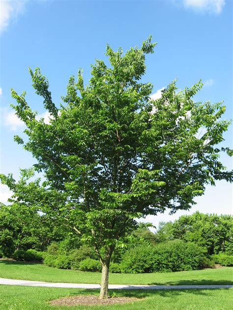 Celtis occidentalis - Wikipedia